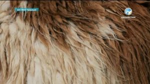 Аю мен тышқан 27 11 2013