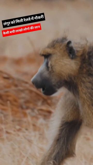 लगर क रलव क नकरbaboon in railway job shorts facts animals