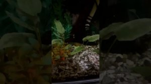 Анциструсы едят морковь