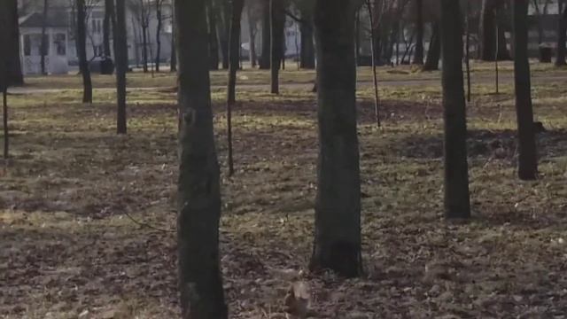 Кривой Рог Белочка в парке. смотреть онлайн