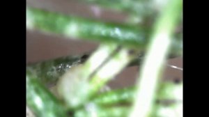 Respect😱 spider mite CEO and maid fall in love on asparagus fern