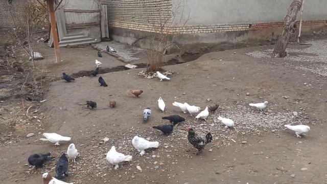 учма кабутарлар сотилади 📞934257020 Uchma kabutarlar sotiladi сизак покистон кизил ва коразог