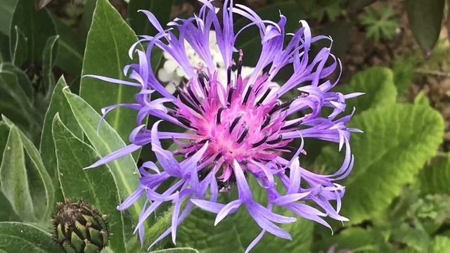 Bleuet 'Centaurea cyanus' La fleur champêtre. смотреть онлайн