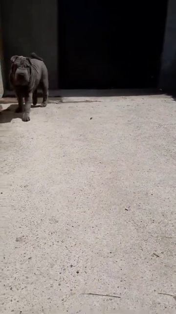 к продаже чудо девочка! смотреть онлайн