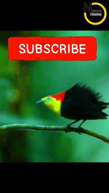 Very rare & amazing bird dance from Papua New Guinea