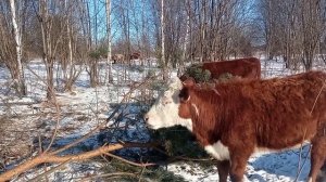 Сосны как корм