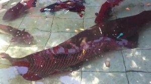 Arapaima Gigas In My Fish Pond #amazon #amazonplayfishing #catfish #arapaima #arapaimafish #aquariu