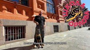 Собака бросается на прохожих. Что делать?