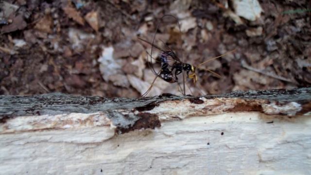 Guêpe solitaire смотреть онлайн