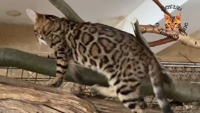 БЕНГАЛЬСКИЕ КОТЯТА в ГАРМОНИЧНОМ ОКРАСЕ