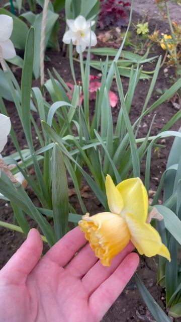 Нарцисс Арт Парфюм смотреть онлайн