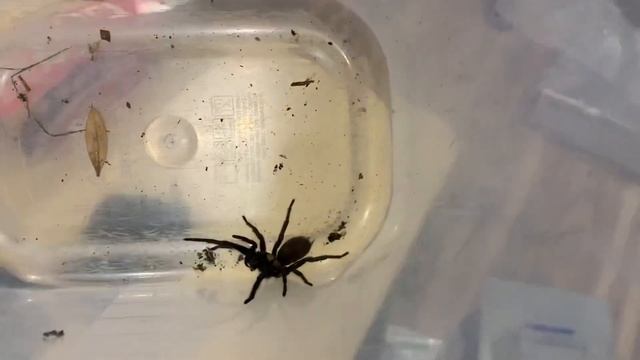 Angry trapdoor type spider from the cat enclosure ( It's not a Sydney Funnel Web ) смотреть онлайн