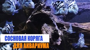 Сосновая коряга для аквариума. С 2023 - 2025г. Что с не стало?