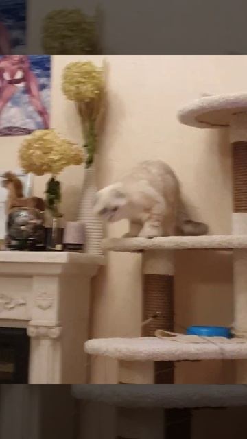 Котомастер Комплекс для кошек Лесенка