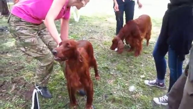 Сеттеры. Монопородка Гленкар. Cуки чемпионы. Сравнение