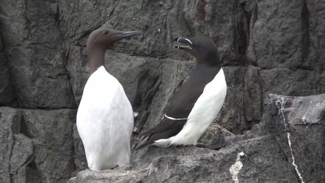 Start Of Season 2023. Music By Estas Tonne. смотреть онлайн