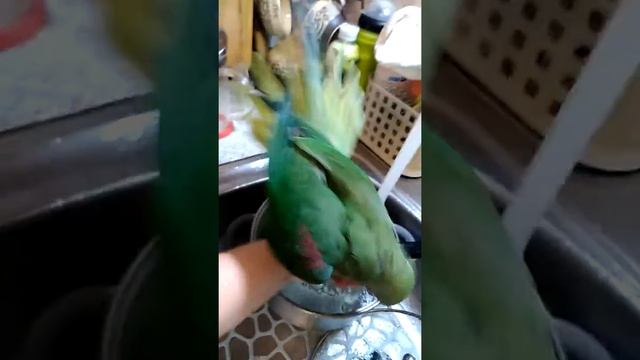 Александрийский попугай Гриня купается.
