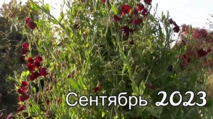 Лучшие лианы   АЗАРИНА и ДУШИСТЫЙ ГОРОШЕК