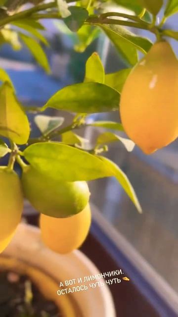 К Мабону соберу урожай 🍋 А у вас какой? #лимоны #сад #дом #крым #осень #викка #мабон #witch смотреть онлайн