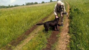 лабрадор.
 тренеровка в поле и на воде