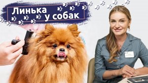 Почему собака линяет：Причины и нормы линьки у собак, а также способы