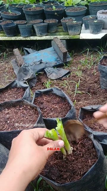 #berkebun #tutorial #urbanfarming #daunbawang