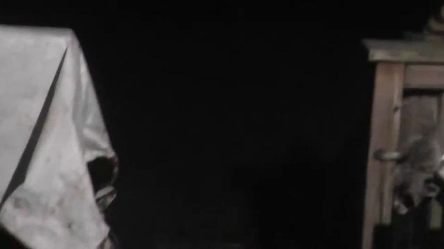 симпотная животинка