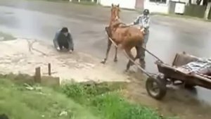 удар лошади