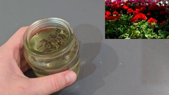 ВНЕСИ ПОД ГЕРАНЬ ВЕСНОЙ И ОНА ПЫШНО ЗАЦВЕТЁТ, ДАЖЕ САМЫЙ СЛАБЫЙ КУСТ ПРОБУДИТЬСЯ И ПОЗЕЛЕНЕЕТ! смотреть онлайн