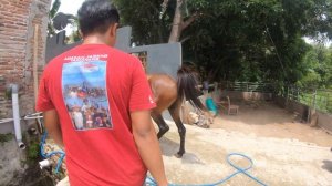 In front of horse slaughter in Indonesia 2