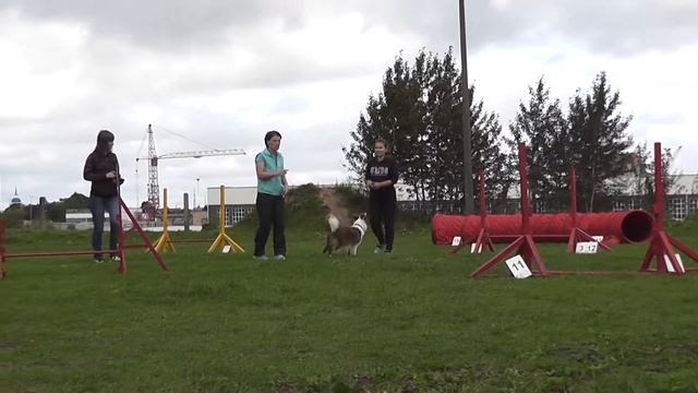 Аджилити. Семинар. 04.09.2016 смотреть онлайн