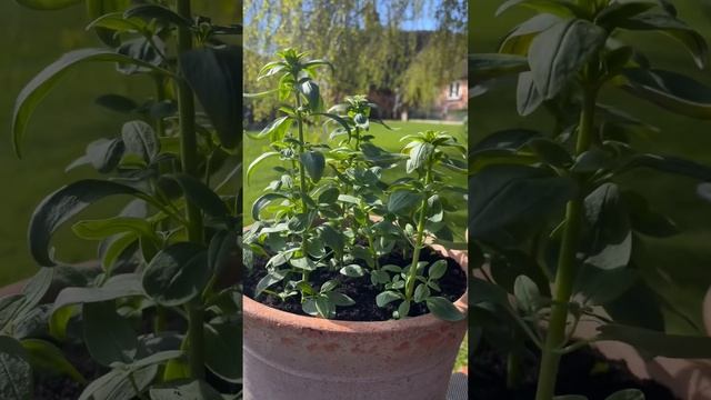 Potting Up - Mini Butterfly Snapdragons in containers 8 April 2024 смотреть онлайн