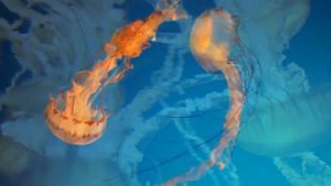 Самая Завораживающая музыка Scott Buckley. Музыка до мурашек