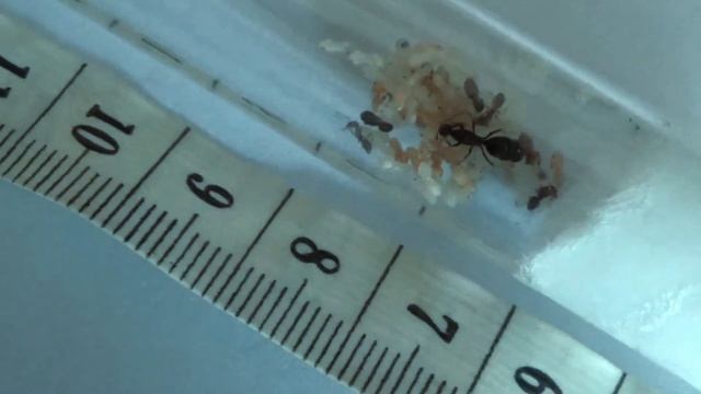 My small Iridomyrmex ant colony смотреть онлайн
