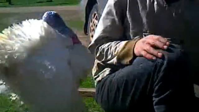 Индюк дое****ся)) смотреть онлайн