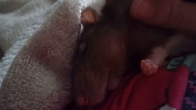 Крыска спит :) смотреть онлайн