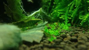 Креветка Зеленый Нефрит - Green jade Neocaridina