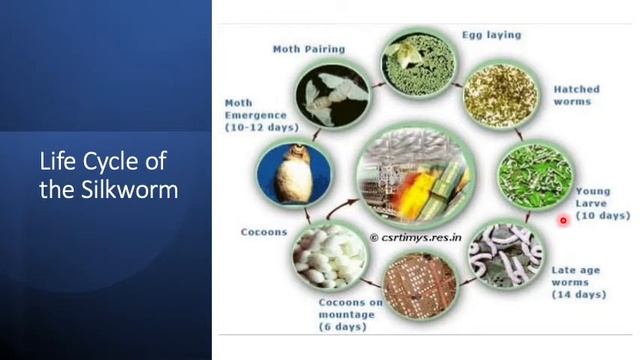 Sericulture Part-IInd