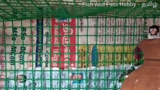 How To increase Birds Weight || Tips To Increase Birds Weight смотреть онлайн