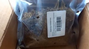 Клематисы.Какие саженцы получила с Вайлдберрис.