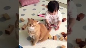 Рыжий кот играет с ребёнком Video with cat Red cat playing with a child