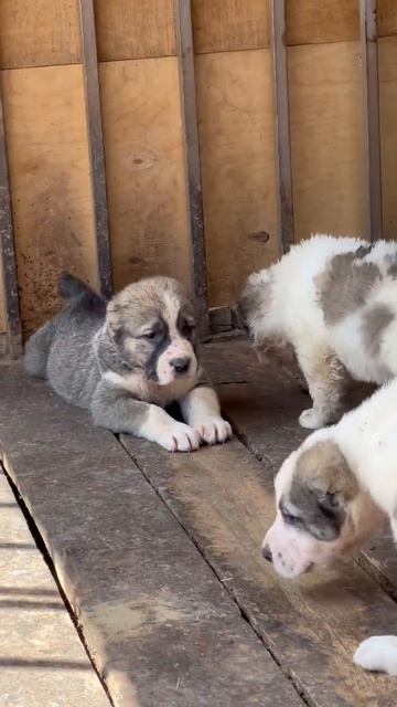 Щенки среднеазиатской овчарки, от очень крупных производителей! смотреть онлайн