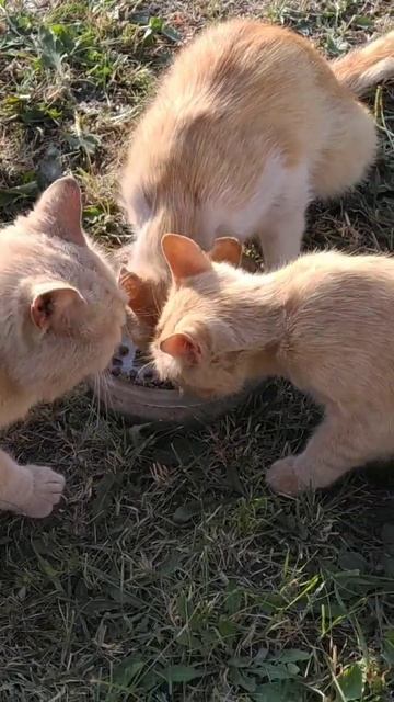 #shorts Кошки и коты - Кормим. смотреть онлайн
