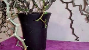 Декария Мадагаскарская видео