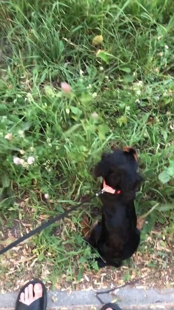 Собака кенгуру 😅 #кавалеркингчарльзспаниель смотреть онлайн