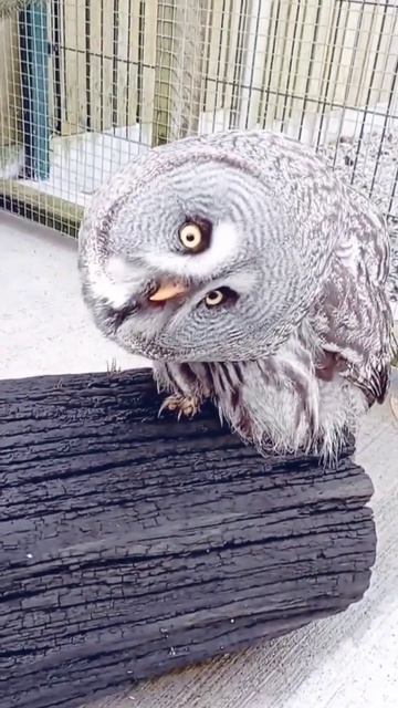 Danger voice of owl 🦉 #owl #shorts смотреть онлайн