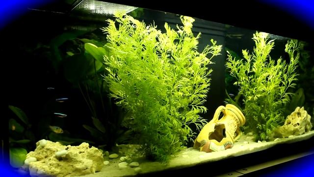 Mon Aquarium de 120L [HD] смотреть онлайн
