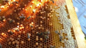 Как понять кто отрутневел МАТКА ИЛИ ПЧЁЛЫ?