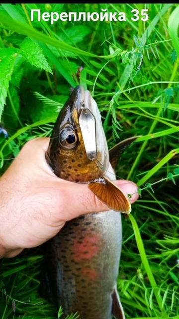 Ленок, Переплюйка, ультралайт! Авторская блесна Владимира Еделева. #переплюйка #ленок #рыбалка смотреть онлайн