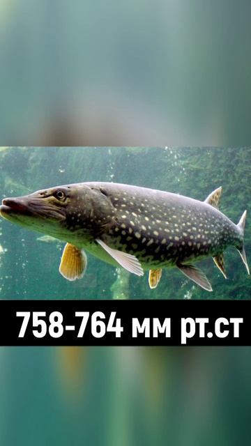 При якому тиску клює риба? #риболовля #рибалка #українськарибалка #fishing
